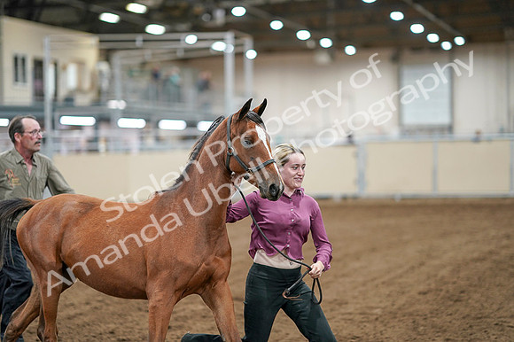 2020 - AB Morgan Horse - Fri, Sept 04 - 07597