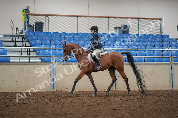 2019 Morgan Horse Show - Aug 30, 2019 - 22259