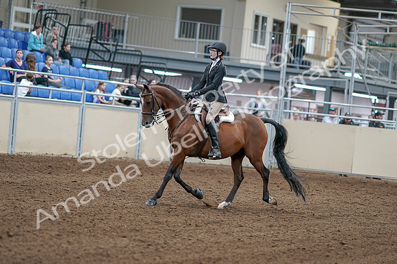 2020 - AB Morgan Horse - Fri, Sept 04 - 05854