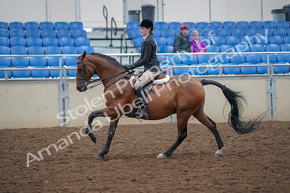 2019 Morgan Horse Show - Aug 30, 2019 - 20615