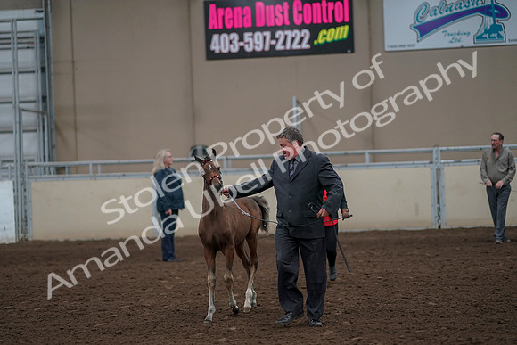 2019 Morgan Horse Show - Aug 31, 2019 - 00388