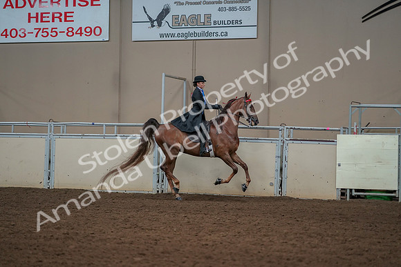 2019 Morgan Horse Show - Aug 30, 2019 - 25317