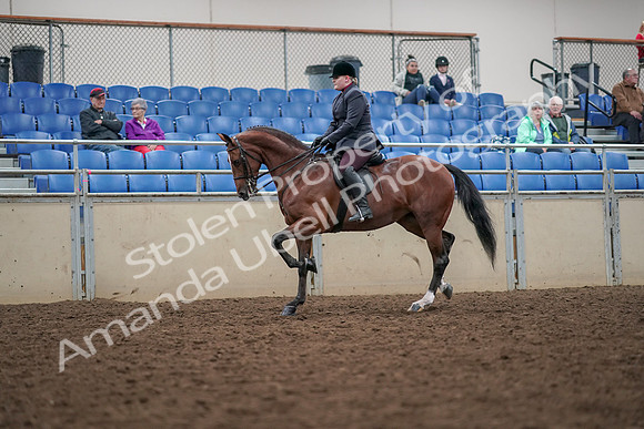 2019 Morgan Horse Show - Aug 30, 2019 - 20432