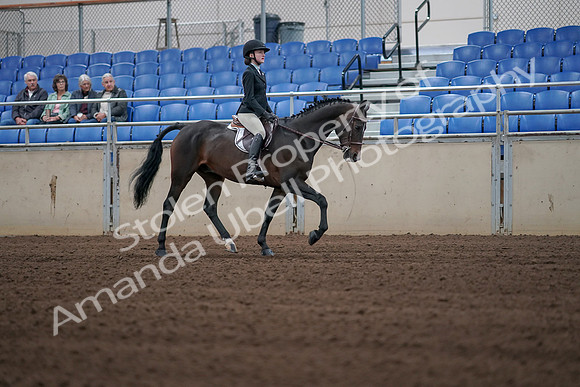 2019 Morgan Horse Show - Sept 01, 2019 - 03930