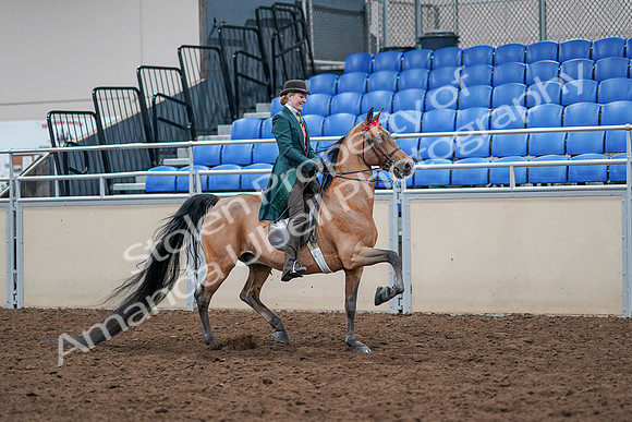 2020 - AB Morgan Horse - Sat, Sept 05 - 13872