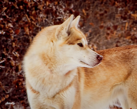 Dogs and Cats - 016