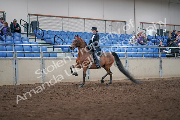 2019 Morgan Horse Show - Aug 31, 2019 - 19907