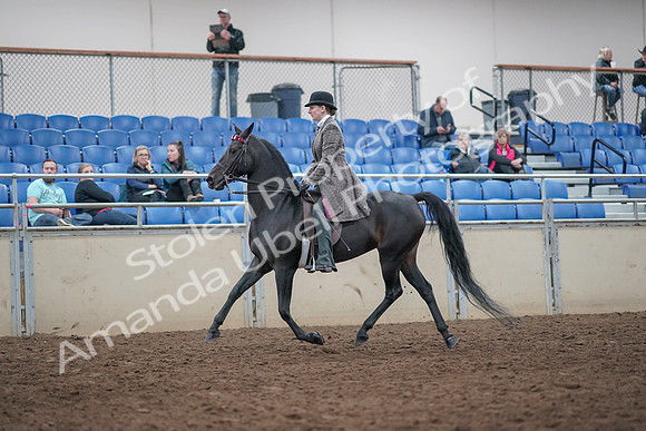 2019 Morgan Horse Show - Aug 31, 2019 - 08502