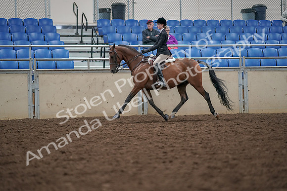 2019 Morgan Horse Show - Aug 30, 2019 - 20355