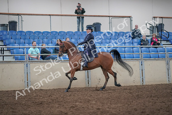 2019 Morgan Horse Show - Aug 31, 2019 - 08643