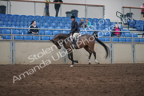 2019 Morgan Horse Show - Sept 01, 2019 - 08717