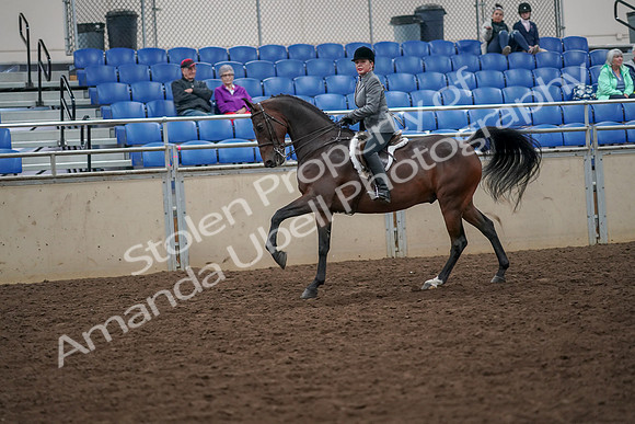 2019 Morgan Horse Show - Aug 30, 2019 - 20499