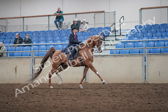 2019 Morgan Horse Show - Aug 31, 2019 - 08926