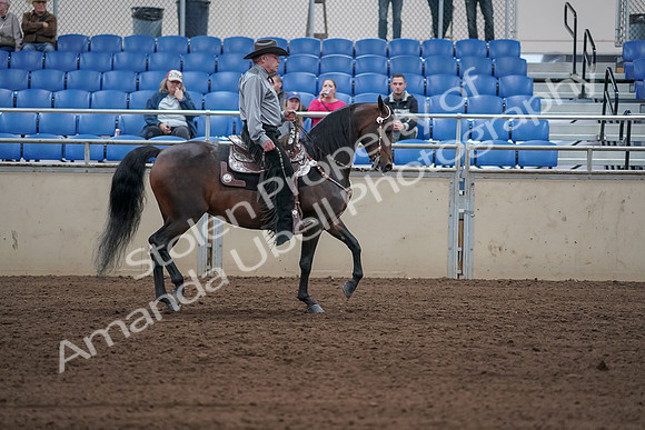 2019 Morgan Horse Show - Sept 01, 2019 - 07085