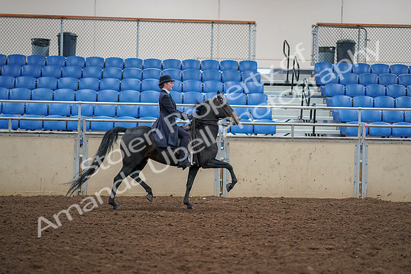 2019 Morgan Horse Show - Aug 30, 2019 - 12391