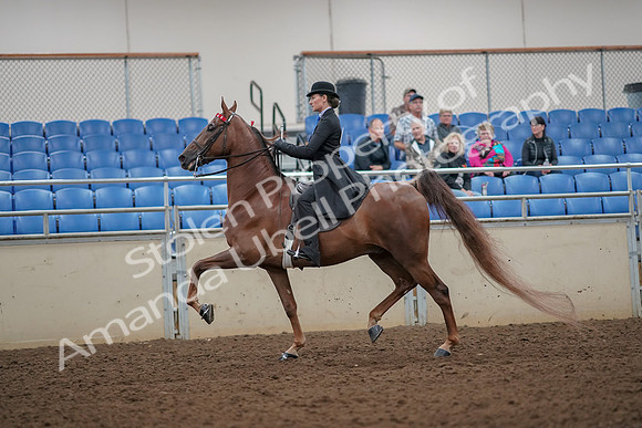2019 Morgan Horse Show - Aug 30, 2019 - 25139