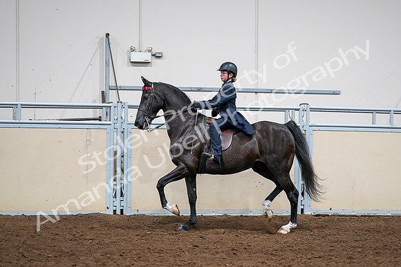 2020 - AB Morgan Horse - Fri, Sept 04 - 03023