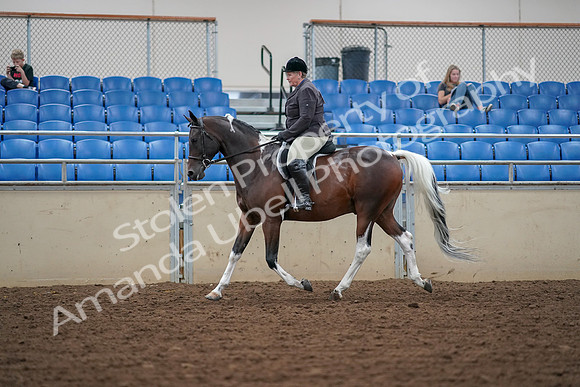 2019 Morgan Horse Show - Aug 30, 2019 - 16039