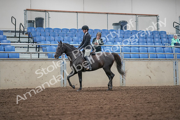 2019 Morgan Horse Show - Aug 30, 2019 - 14888