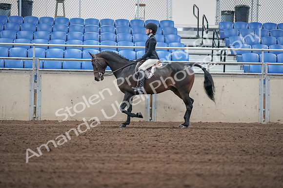2019 Morgan Horse Show - Sept 01, 2019 - 03713