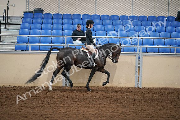 2020 - AB Morgan Horse - Fri, Sept 04 - 02164