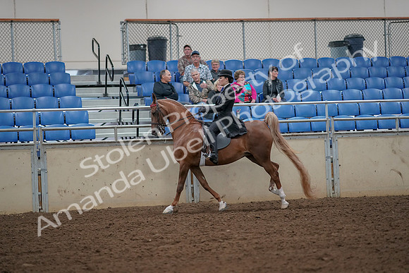 2019 Morgan Horse Show - Aug 30, 2019 - 25160