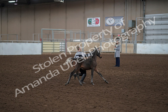 2019 Morgan Horse Show - Aug 31, 2019 - 00208