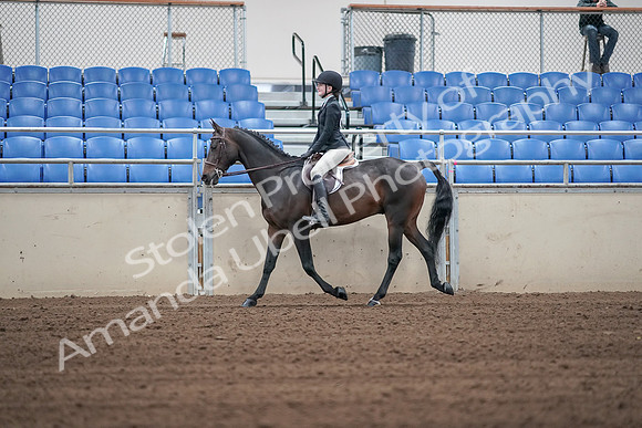 2019 Morgan Horse Show - Sept 01, 2019 - 03666