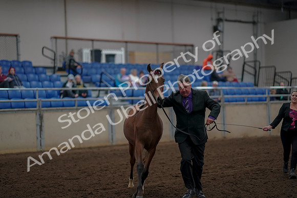 2019 Morgan Horse Show - Aug 30, 2019 - 25628