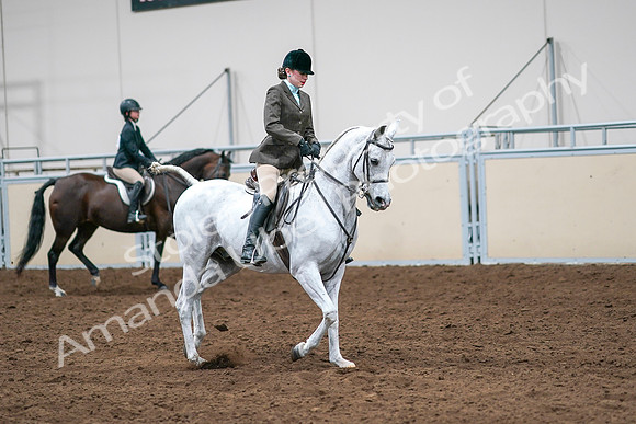 2020 - AB Morgan Horse - Sat, Sept 05 - 14528