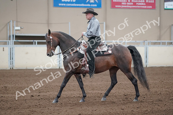 2019 Morgan Horse Show - Sept 01, 2019 - 07234