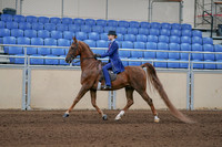 2020 - AB Morgan Horse - Sun, Sept 06 - 00006
