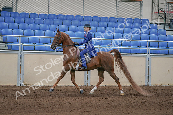 2020 - AB Morgan Horse - Sun, Sept 06 - 00006