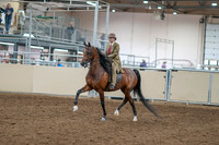 2020 - AB Morgan Horse - Sat, Sept 05 - 05270