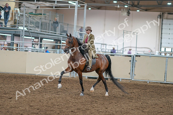 2020 - AB Morgan Horse - Sat, Sept 05 - 05270