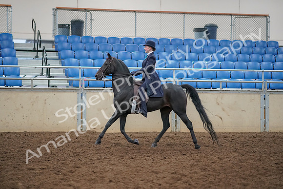 2019 Morgan Horse Show - Aug 30, 2019 - 12177