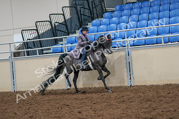2020 - AB Morgan Horse - Sat, Sept 05 - 13970