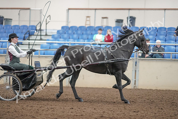 2019 Morgan Horse Show - Aug 31, 2019 - 04764