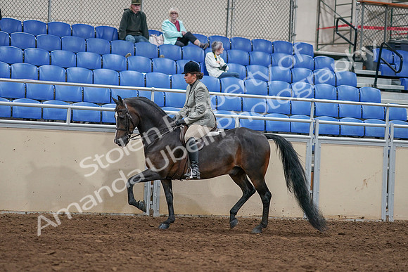 2020 - AB Morgan Horse - Sat, Sept 05 - 14336