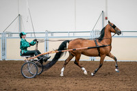 2020 - AB Morgan Horse - Sat, Sept 05 - 12450
