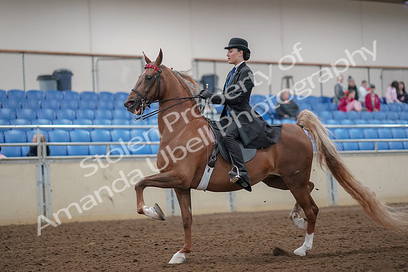 2019 Morgan Horse Show - Aug 30, 2019 - 24982