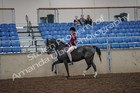 2019 Morgan Horse Show - Aug 30, 2019 - 31149