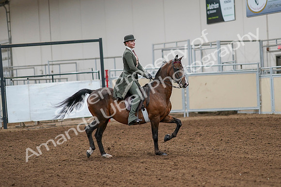 2020 - AB Morgan Horse - Fri, Sept 04 - 03340