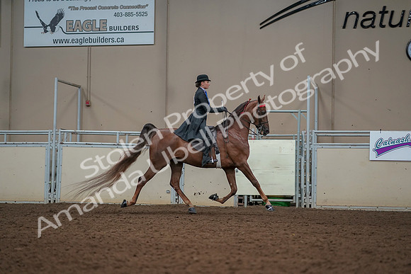 2019 Morgan Horse Show - Aug 30, 2019 - 25240
