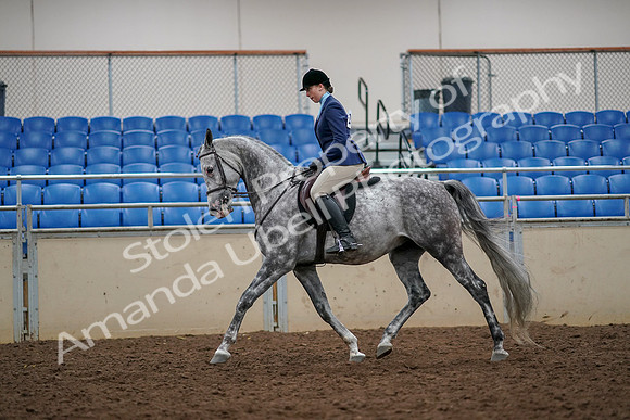 2019 Morgan Horse Show - Aug 30, 2019 - 22282