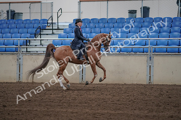 2019 Morgan Horse Show - Sept 01, 2019 - 12018