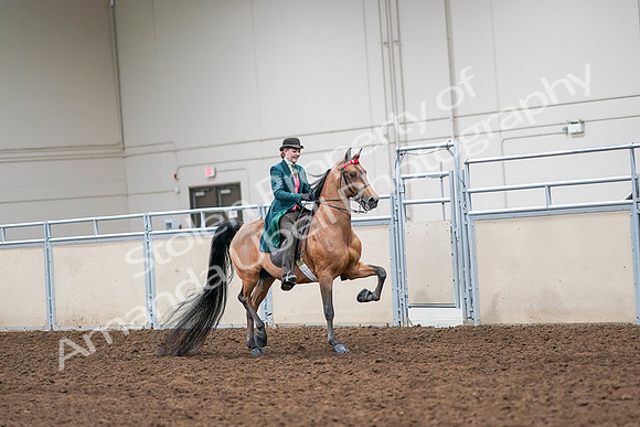 2020 - AB Morgan Horse - Sat, Sept 05 - 14007