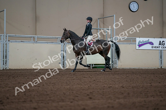 2019 Morgan Horse Show - Sept 01, 2019 - 03975