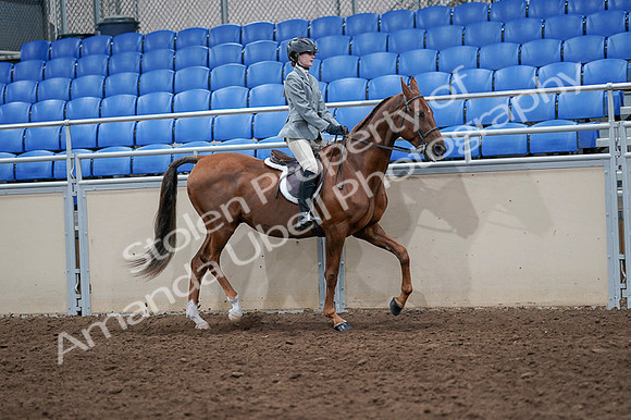 2020 - AB Morgan Horse - Fri, Sept 04 - 03105