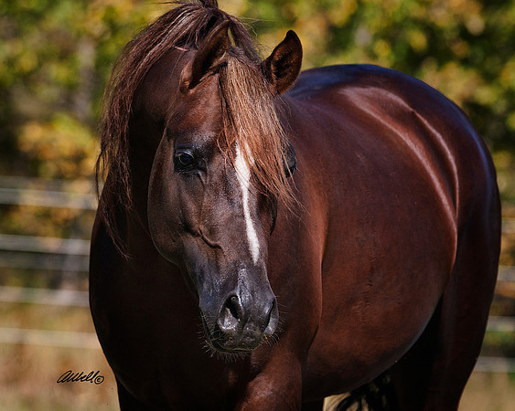 Arabians - 037